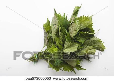 Shiso (also known as Perilla) View Large Photo Image Stock Image - Shiso (also known as Perilla). Fotosearch
