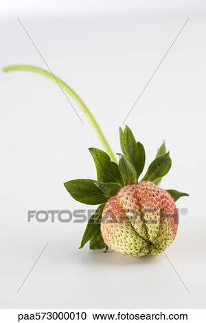 Unripe strawberry View Large Photo Image Stock Image - Unripe strawberry. Fotosearch