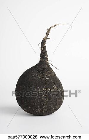 Black radish View Large Photo Image Stock Photo - Black radish. Fotosearch