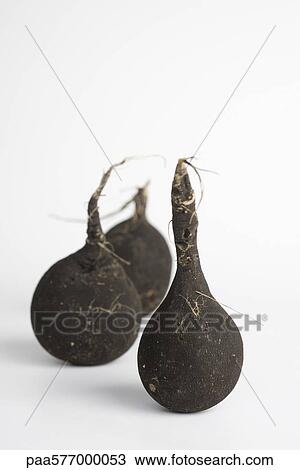 Black radishes View Large Photo Image Stock Image - Black radishes. Fotosearch