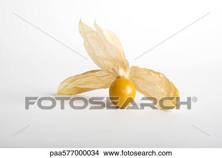 Cape gooseberry (Physalis peruviana) View Large Photo Image Picture - Cape gooseberry (Physalis peruviana). Fotosearch