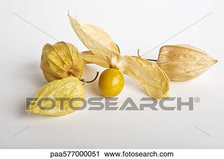 Cape gooseberry (Physalis peruviana) View Large Photo Image Stock Image - Cape gooseberry (Physalis peruviana). Fotosearch