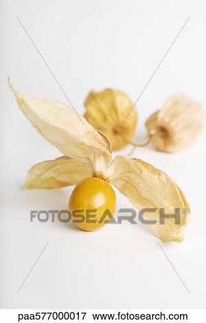 Cape gooseberry (Physalis peruviana) View Large Photo Image Stock Photo - Cape gooseberry (Physalis peruviana). Fotosearch