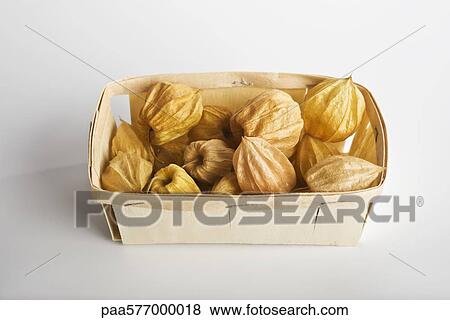 Cape gooseberry (Physalis peruviana) View Large Photo Image Stock Photo - Cape gooseberry (Physalis peruviana). Fotosearch