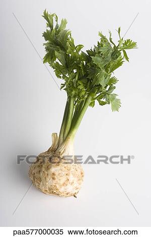 Stock Photography - Celeriac. Fotosearch