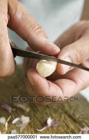 Cutting garlic clove View Large Photo Image Stock Image - Cutting garlic clove. Fotosearch