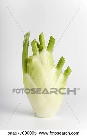 Fennel bulb View Large Photo Image Stock Photography - Fennel bulb. Fotosearch