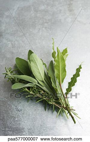 Fresh sage, rosemary, and bay leaves View Large Photo Image Stock Photo - Fresh sage, rosemary, and bay leaves. Fotosearch