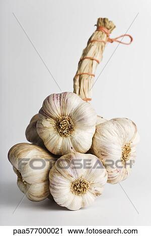 Garlic View Large Photo Image Stock Image - Garlic. Fotosearch