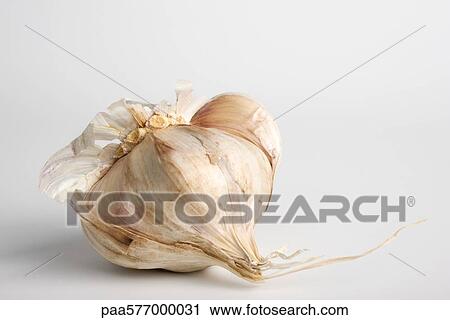 Garlic View Large Photo Image Stock Image - Garlic. Fotosearch