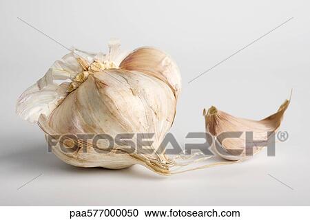 Garlic View Large Photo Image Stock Image - Garlic. Fotosearch