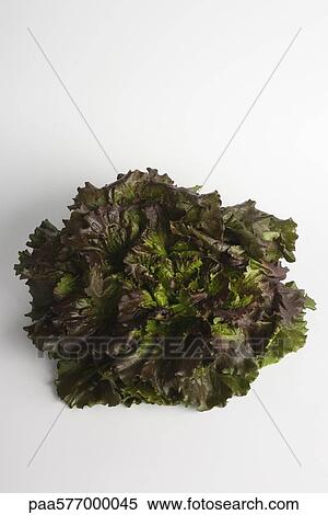 Leaf lettuce View Large Photo Image Stock Photography - Leaf lettuce. Fotosearch