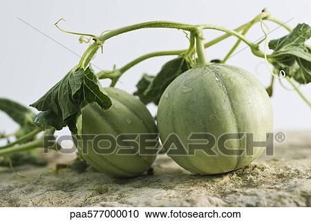 Melons on vine View Large Photo Image Stock Image - Melons on vine. Fotosearch