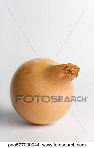 Onion View Large Photo Image Picture - Onion. Fotosearch