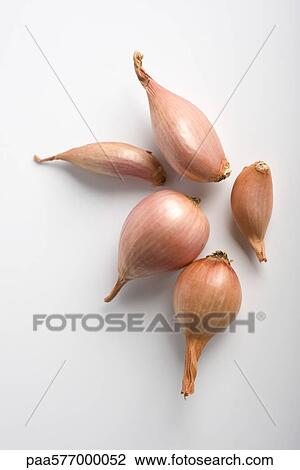Shallots View Large Photo Image Stock Image - Shallots. Fotosearch