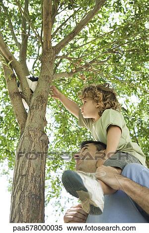 Father helping son retrieve soccer ball stuck in tree View Large Photo Image Stock Photography - Father helping son retrieve soccer ball stuck in tree. Fotosearch