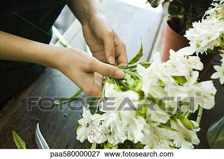 Stock Photo - Arranging fresh flowers. Fotosearch