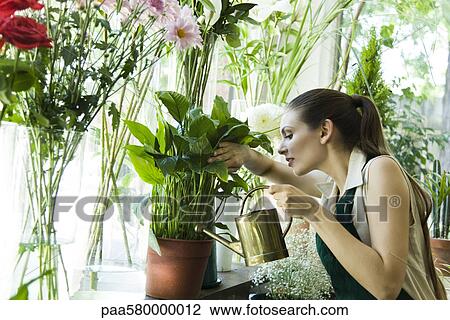 Female florist watering plant View Large Photo Image Stock Image - Female florist watering plant. Fotosearch