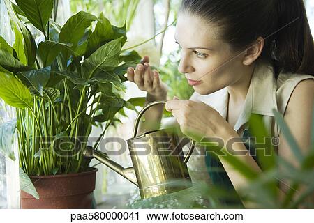 Woman watering potted plant View Large Photo Image Stock Image - Woman watering potted plant. Fotosearch