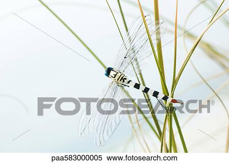 Stock Photography - Artificial dragonfly on tall grass. Fotosearch