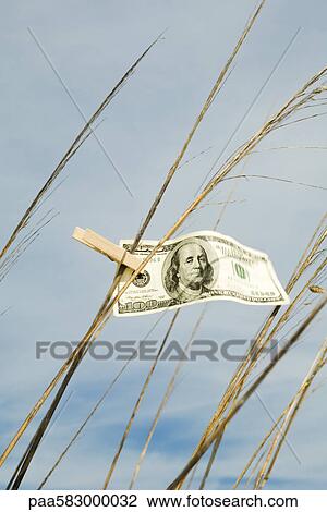 Stock Image - One hundred dollar bill hung on tall grass with clothes pin. Fotosearch