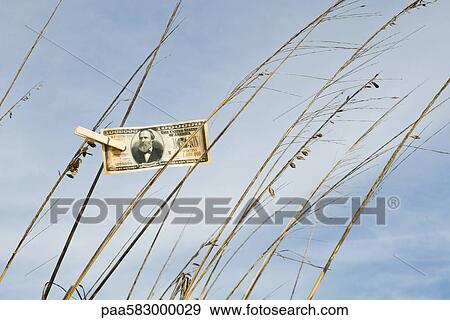 One million dollar bill hung on tall grass with clothes pin View Large Photo Image Stock Photo - One million dollar bill hung on tall grass with clothes pin. Fotosearch