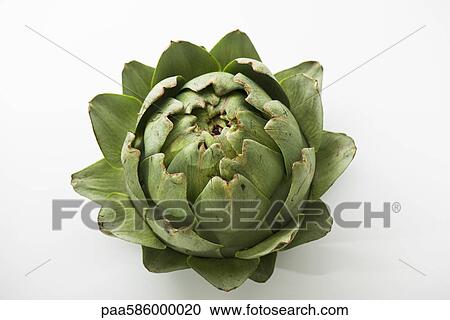 Artichoke View Large Photo Image Stock Image - Artichoke. Fotosearch