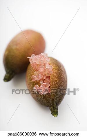 Australian finger lime (Citrus australasica) View Large Photo Image Stock Photograph - Australian finger lime (Citrus australasica). Fotosearch
