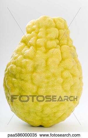 Balady citron View Large Photo Image Stock Photography - Balady citron. Fotosearch