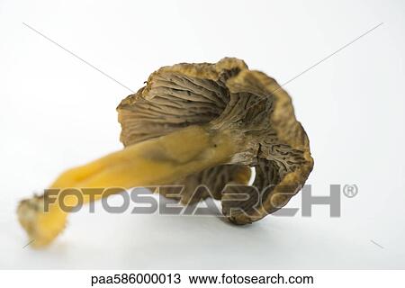 Stock Image - Chanterelle mushroom. Fotosearch