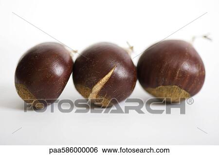Chestnuts View Large Photo Image Stock Photograph - Chestnuts. Fotosearch