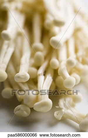 Stock Photograph - Enoki mushrooms. Fotosearch