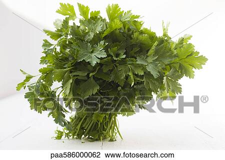 Flat leaf parsley bunch View Large Photo Image Stock Image - Flat leaf parsley bunch. Fotosearch