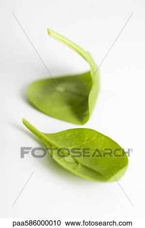 Stock Image - Fresh baby spinach. Fotosearch