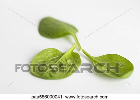 Stock Image - Fresh baby spinach. Fotosearch