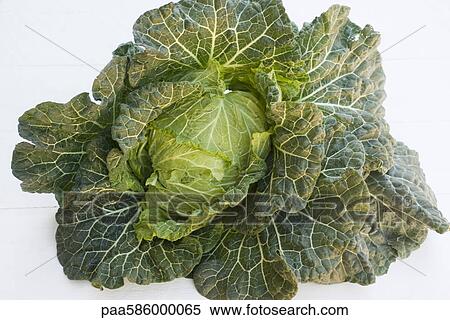 Fresh cabbage View Large Photo Image Stock Photography - Fresh cabbage. Fotosearch