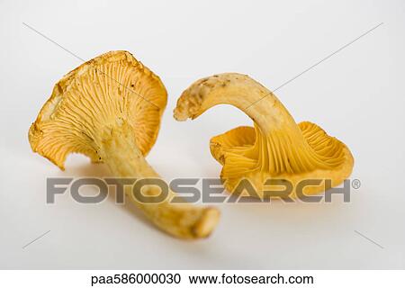 Fresh chanterelles View Large Photo Image Stock Image - Fresh chanterelles. Fotosearch
