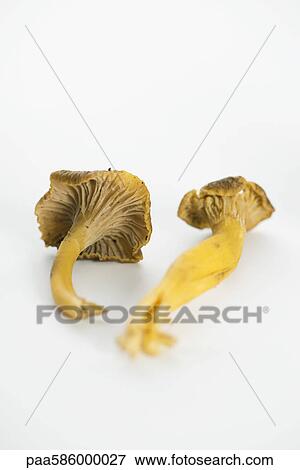Fresh chanterelles View Large Photo Image Stock Photo - Fresh chanterelles. Fotosearch
