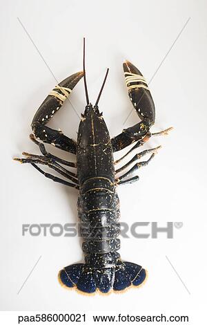 Stock Image - Fresh lobster. Fotosearch
