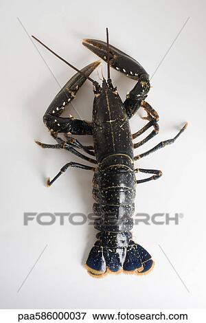 Fresh lobster View Large Photo Image Stock Photo - Fresh lobster. Fotosearch