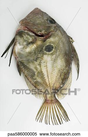 Stock Photography - Fresh raw John Dory fish (zeus faber). Fotosearch