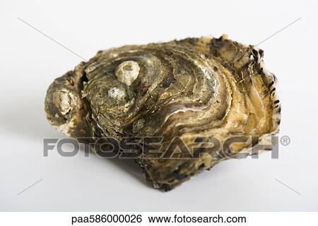 Fresh raw oyster View Large Photo Image Stock Photograph - Fresh raw oyster. Fotosearch