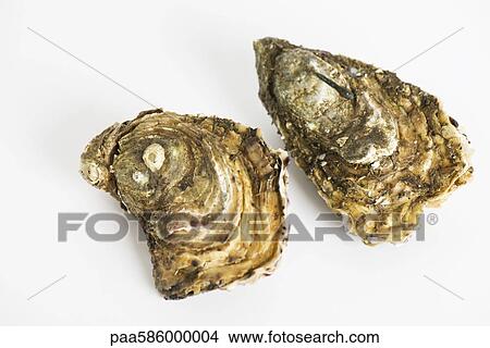 Fresh raw oysters View Large Photo Image Picture - Fresh raw oysters. Fotosearch