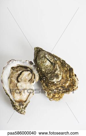 Fresh raw oysters View Large Photo Image Stock Image - Fresh raw oysters. Fotosearch