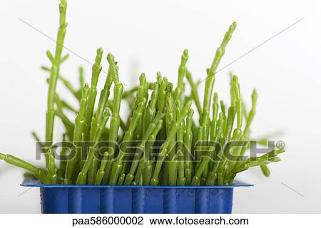 Fresh salicornia View Large Photo Image Stock Image - Fresh salicornia. Fotosearch