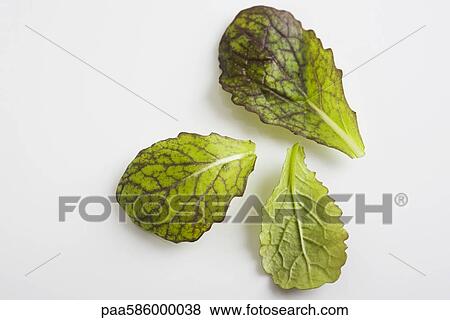 Mustard greens View Large Photo Image Stock Photo - Mustard greens. Fotosearch