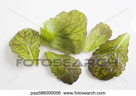 Mustard greens View Large Photo Image Stock Photograph - Mustard greens. Fotosearch