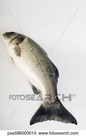 Picture - Sea trout. Fotosearch