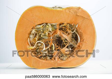 Sprouting pumpkin seeds and fibrous strands within cut pumpkin, cross section View Large Photo Image Stock Image - Sprouting pumpkin seeds and fibrous strands within cut pumpkin, cross section. Fotosearch