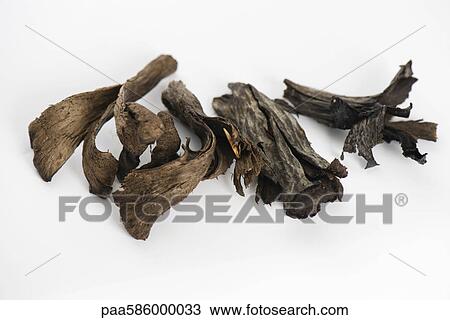 Trumpet of death mushrooms (Craterellus cornucopioides) View Large Photo Image Stock Image - Trumpet of death mushrooms (Craterellus cornucopioides). Fotosearch